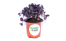 Simply Fresh Purple Basil-PP   Box  1 pcs